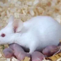 موش ازمایشگاهی نژاد رت ویستار