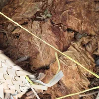 برگ قرمز لمبدان