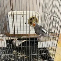 یک جفت عروس هلندی مولد