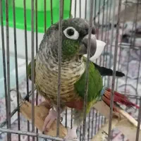 طوطی گرنچیک  سینه نارنجی  رام واهلی سخنگو