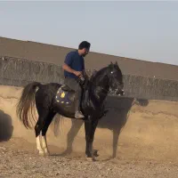 اسب ترکمن زیبا