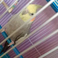 عروس هلندی گمشده|پرنده|سبزوار, کهنه آب|دیوار