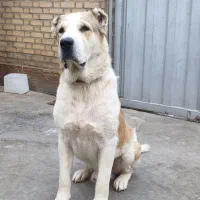 سگ آلابای ۱۸ماهه نر