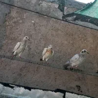 ده عدد هفت رنگ خطی نر