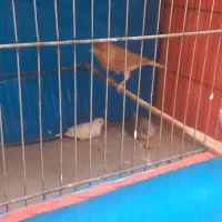 قناری نر ۴۵۰