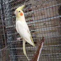 عروس هلندی مولد