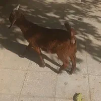 بزغاله