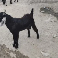 ۲بز نر فروشی چاق