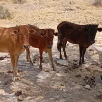 فروش سه راس نوبر چاق
