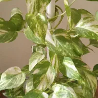 گل طبیعی و زیبا