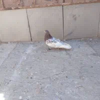 کبوتر  پرشی