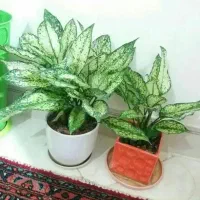 دیجیتال گل طبیعی پامپاس اگلونما بنجامین پتوس بامبو