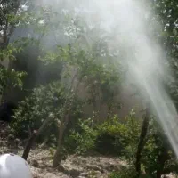 باغبانی گل کاری درخت کاری علف کشی درتمام نقاط|خدمات باغبانی و درختکاری|مشهد, کوه سنگی|دیوار