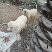 گوسفند بره عربی