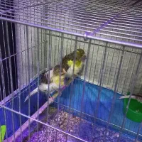 یک جفت قناری فر