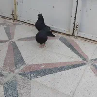 یه جفت نروماده سیاه دم سفید