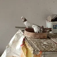 کبوتر|پرنده|خرمآباد, |دیوار