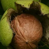 مغز گردوی فسنجونی