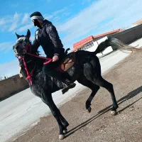 اسب کرد نریان