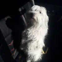 شیتزو خوشگل|سگ|اردبیل, |دیوار