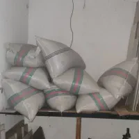 بذر شالی ندا