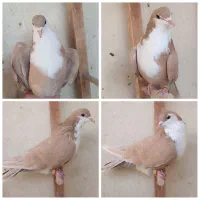 کرباتی دورگ پلاکی