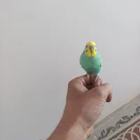 نر بالغ رینبو دستی مست مست