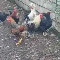 مرغ و خروس  محلی