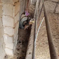 سگ پامرانین|سگ|داراب, |دیوار