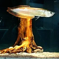 ماهی آروانا سیلور|ماهی|بندرعباس, |دیوار