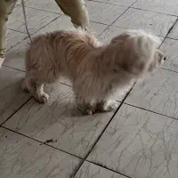 واگذاری رایگان سگ