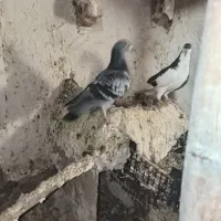 کفتر  خوب|پرنده|قوچان, |دیوار