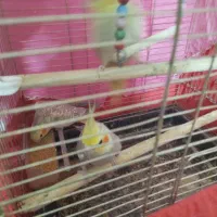 عروس هلندی|پرنده|مشهد, بهارستان|دیوار