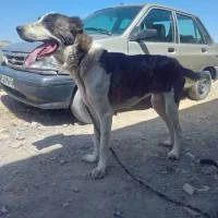 واگذاری سگ نگهبان