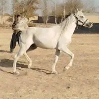 اسب عرب مصری زیبا