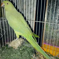 پرنده طوطی سبز وعروس
