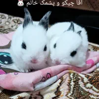 دوعدد خرگوش ناز فروشی