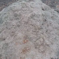 کاش ماش کویی ۵۵۰۰