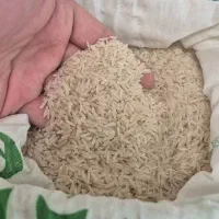 فروش برنج درجه یک گیلان