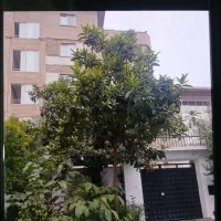 درخت ازگیل (انبه شمال)