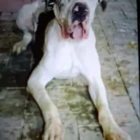 واگذاری سگ گیریدین نر