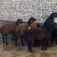 چهار راس بره نره جوان