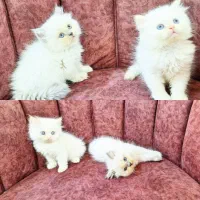 بچه گربه ، نژاد دار پرشین