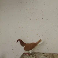 چپ زرد|پرنده|سبزوار, علمدار|دیوار