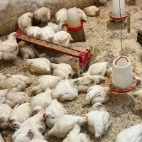 مرغ زنده ارگانیک بدون آمپول و دارو