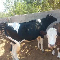 گوساله تلیسه آبستن گاو ابس گاو شیری