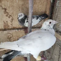 کبوتر