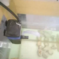 آکواریوم و ماهی|ماهی|قوچان, |دیوار