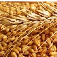 فروش گندم آبی