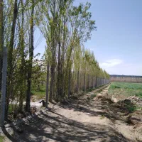 باغ 3000 متری انواع میوه